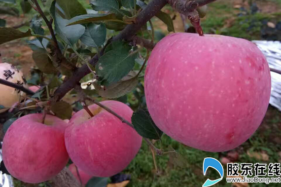 烟台富士苹果,烟台苹果又脆又甜红富士
