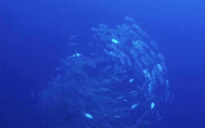 菲律宾潜水游记 (回忆菲律宾潜水的时光)