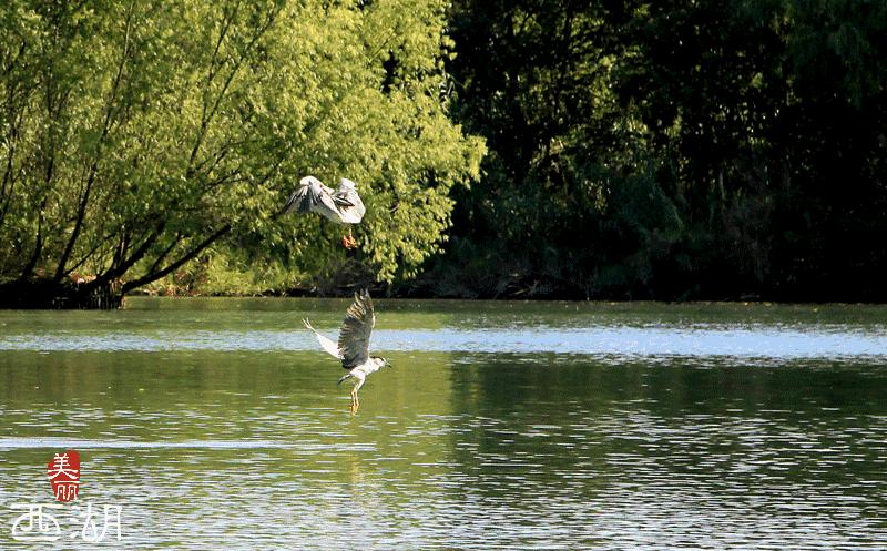 西溪湿地，真的不像表面那么简单！现在就带你去看