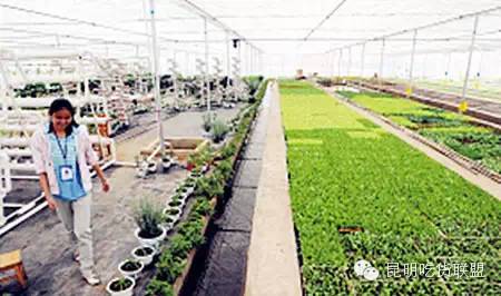 昆明大板桥农家乐的好去处,昆明农家乐烧烤游玩