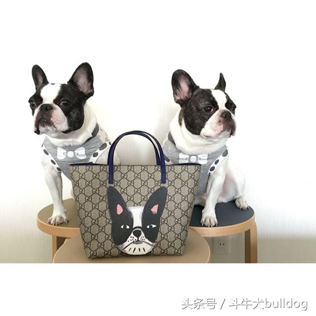 法国斗牛犬它的最大特点,法国斗牛犬性格特点