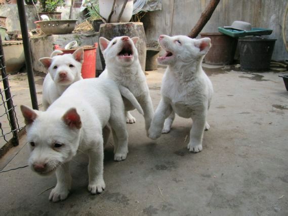 下司猎犬打猎野猪视频,猎犬下司实战打猎视频