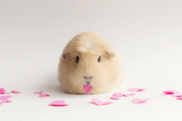 养一只荷兰猪需要花多少钱,养一只荷兰猪需要准备些什么