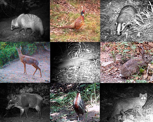 怀柔的北京生活,野性内蒙古