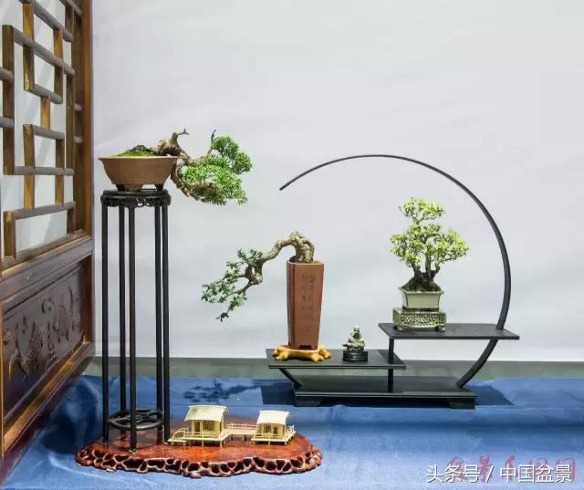 哪些野草适合微型盆景,小品盆景和微型盆景有区别吗