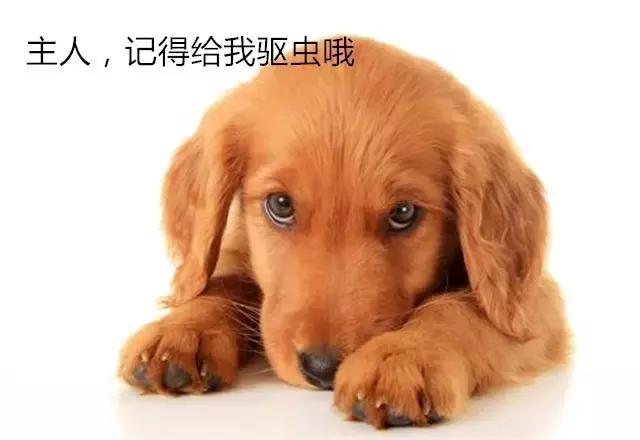 焦虫病死亡周期,焦虫病早期