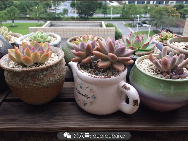 多肉植物新手养护指南最新,多肉植物养护的基础知识