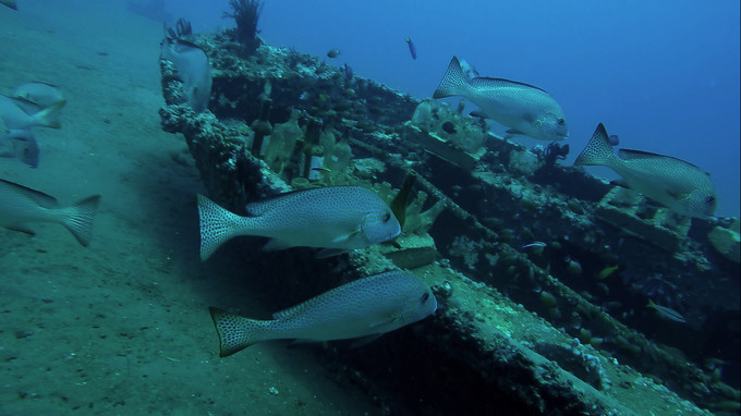 菲律宾潜水攻略 (菲律宾潜水游记)