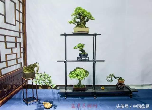 哪些野草适合微型盆景,小品盆景和微型盆景有区别吗