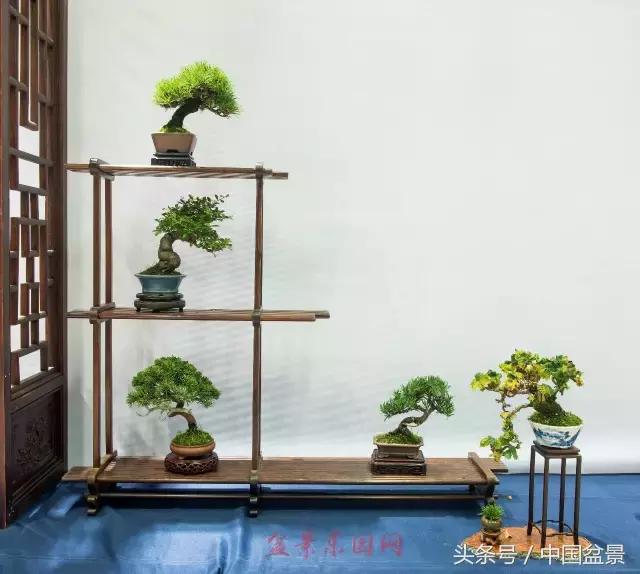 哪些野草适合微型盆景,小品盆景和微型盆景有区别吗