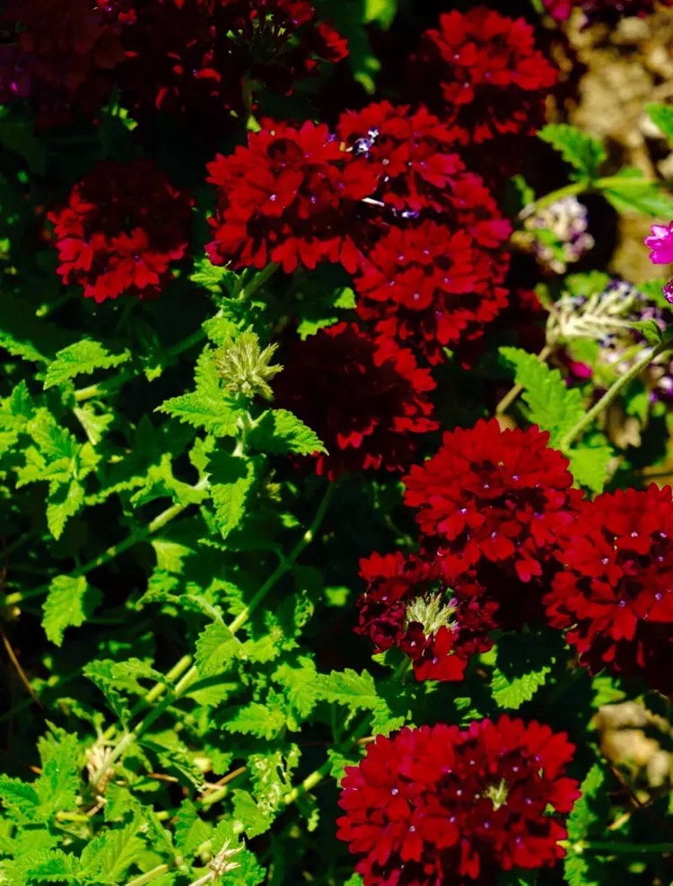 心中有爱人生才能一路芬芳,心若有阳光一路都是芬芳