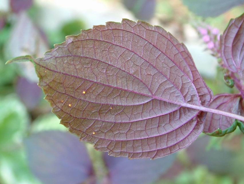 孩子风寒感冒鼻塞中药,孩子感冒鼻塞不通气吃什么草药