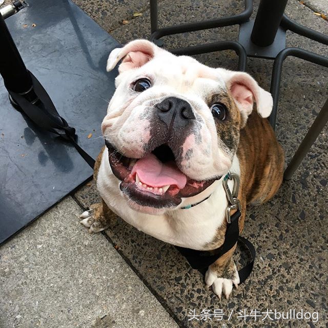 养英国斗牛犬应该注意什么,英国斗牛犬需要注意什么