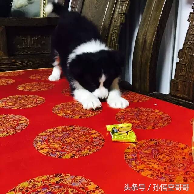 那些年我们养的萌宠,最聪明的边境牧羊犬好养不