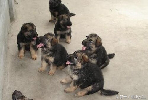 种养殖业发展前景,当下在农村有哪些挣钱的种养业