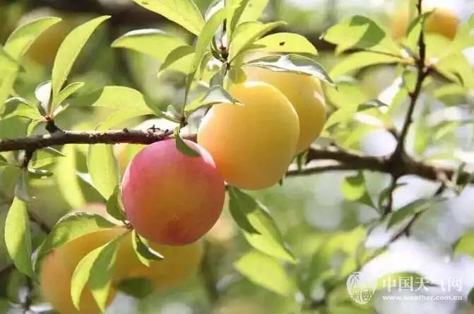 广西春天赏花好去处,广西十大赏花景点
