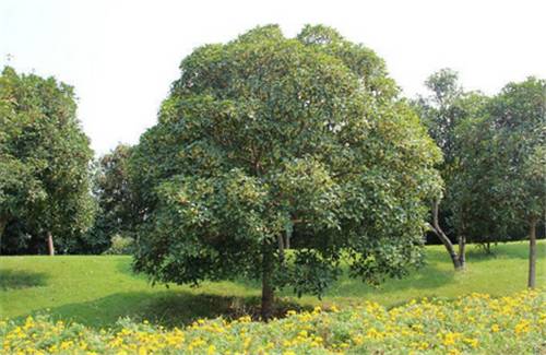 最佳赏桂花地点手绘地图,桂花赏花地图