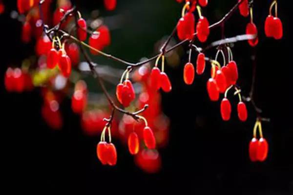 各地重阳节的风俗有哪些,全国各地重阳节有哪些民俗活动