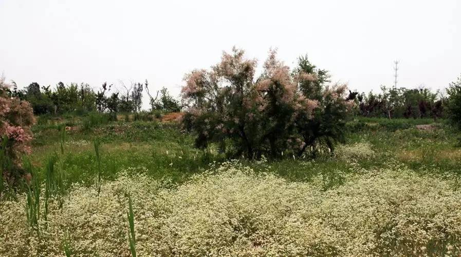 天津一共有多少个公园,天津有哪八个公园