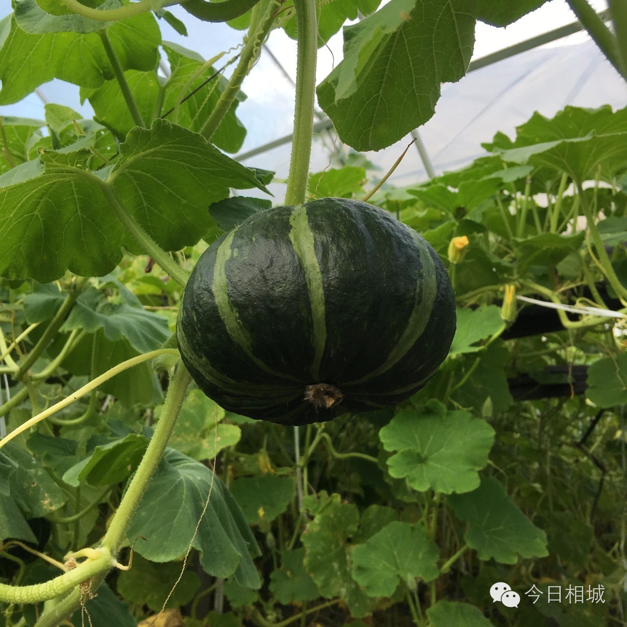 Hi~观前，我是黄埭，咱们12号见！我有一大堆好东西！