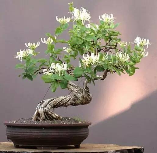 12种药材,滁州道地药材有哪些