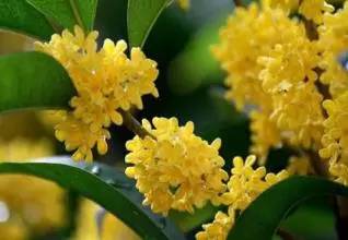 最佳赏桂花地点手绘地图,桂花赏花地图