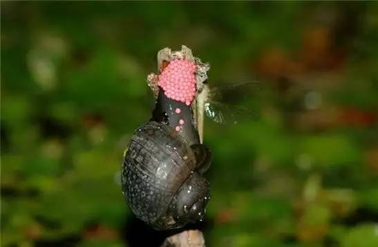 野火烧不尽死灰复燃,野火烧不尽野草