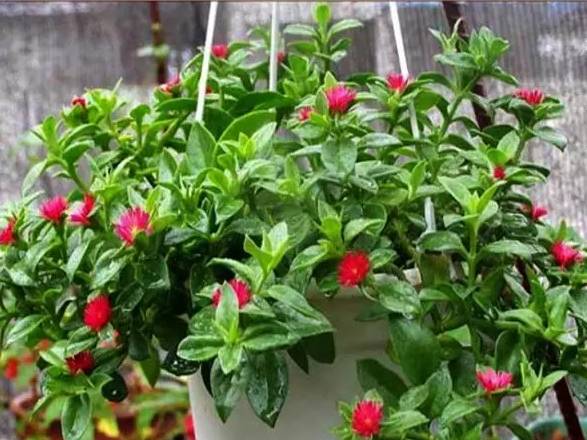 12种药材,滁州道地药材有哪些