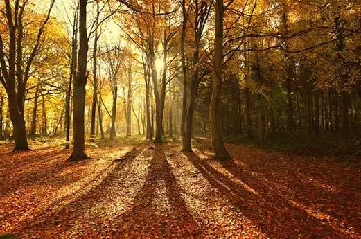 华语诗人诗群成员作品大展（群主：覃乙峰）