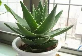 12种药材,滁州道地药材有哪些