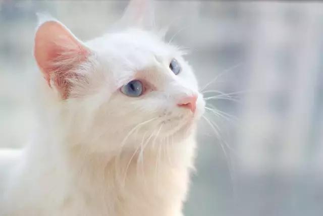 麻疹的症状是什么怎么预防和治疗,治疗麻疹的最佳方法