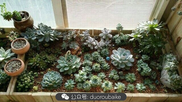 向阳的玻璃花房,玻璃花房设计建造