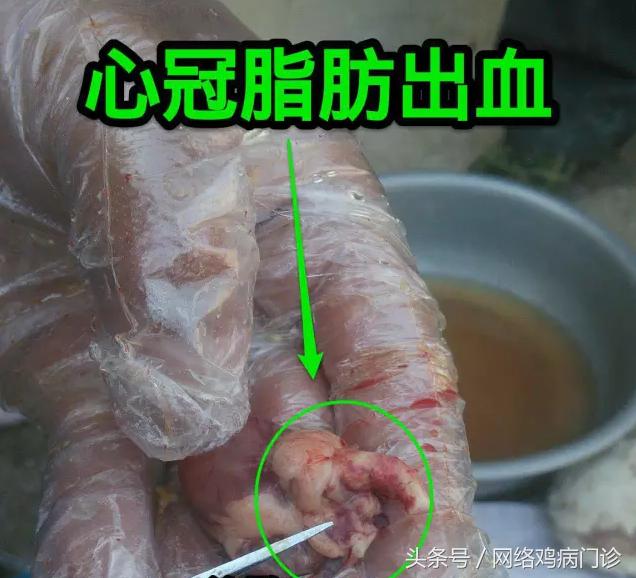 智慧养鸡管理课件,养鸡知识学习