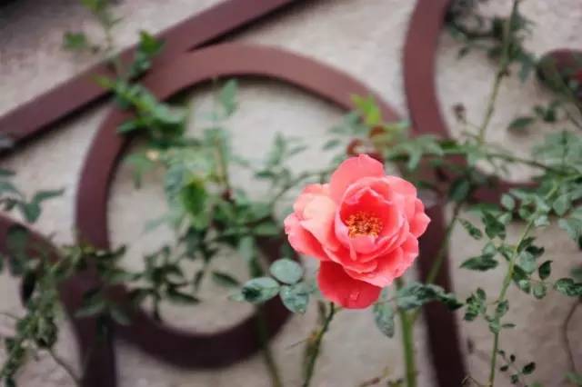 姐妹亲子装怎么拍,亲子装的闺蜜照