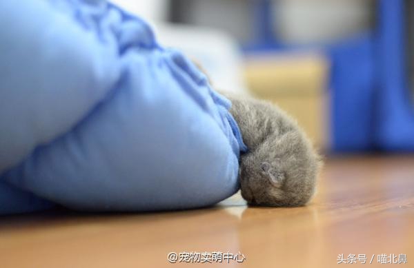 猫奴求助猫猫淘气吃了一点书法印泥会中毒吗？在线等，挺急的。