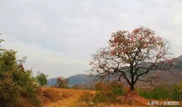 山东临沂平邑县的柿子怎么样,临沂哪里可以采摘新鲜铁皮柿子