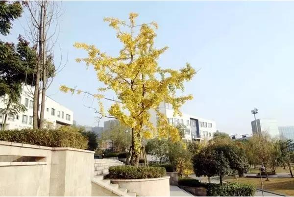 成都最土豪的学校,成都最贵私立学校最密集的区