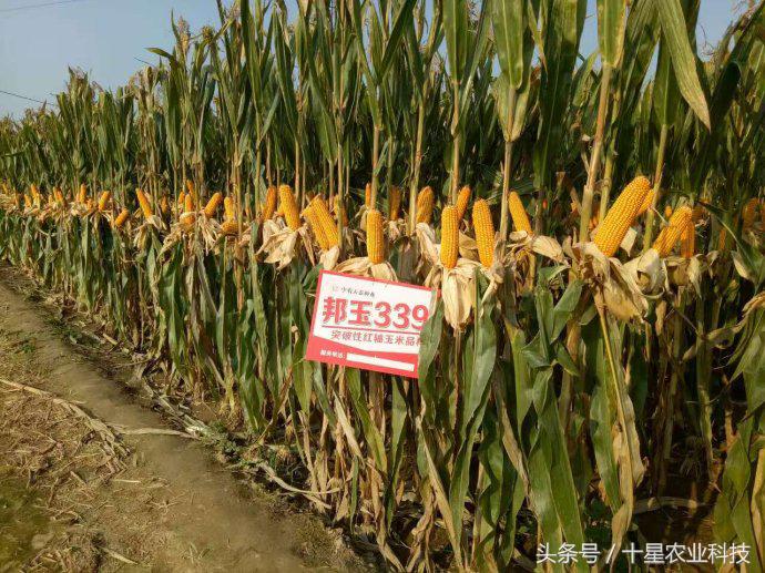 韩俊强吉林,韩俊强讲玉米种子