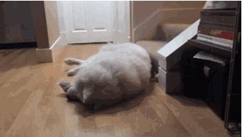 此生一定要养一只萨摩耶,相爱相杀的萨摩耶