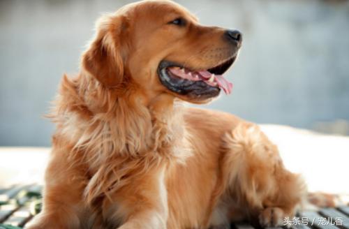 金毛吃什么可以预防贫血,金毛犬吃什么补微量元素