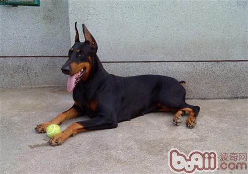 狗狗毛发日常养护,哪种小体狗狗毛好打理些