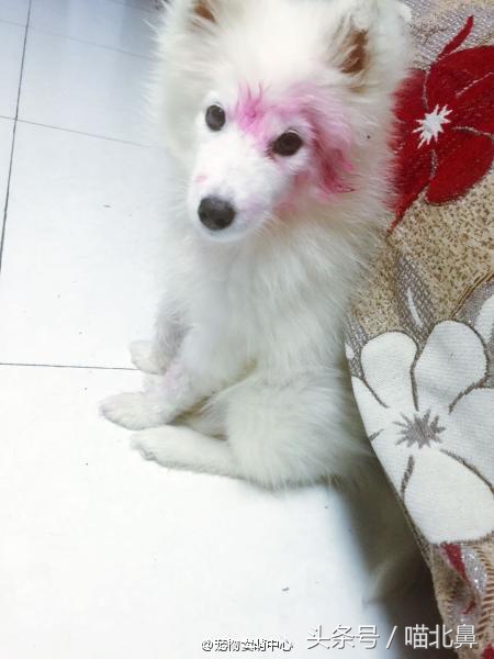 猫奴求助猫猫淘气吃了一点书法印泥会中毒吗？在线等，挺急的。