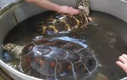 阿蒙课堂-海洋中的瑰宝：玳瑁