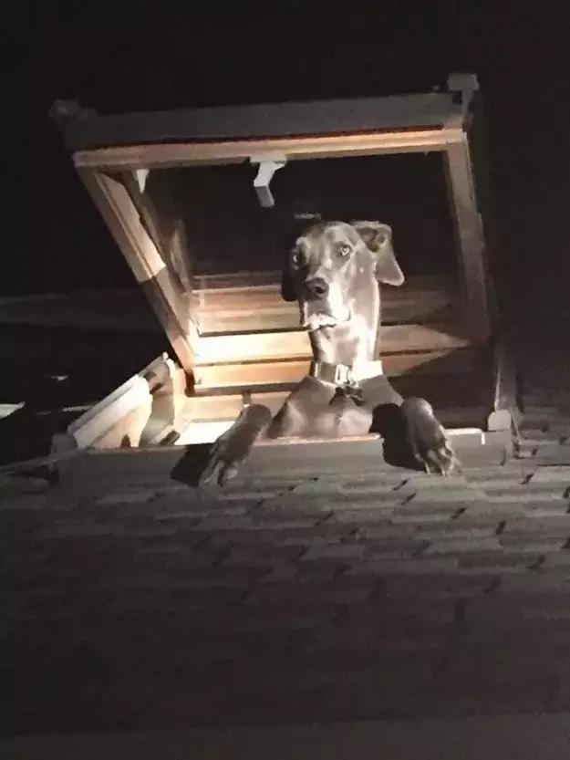 绁炵鍔ㄧ墿琚嚮鐙楃嫍,绁炵鍔ㄧ墿琚嚮瀹剁暅