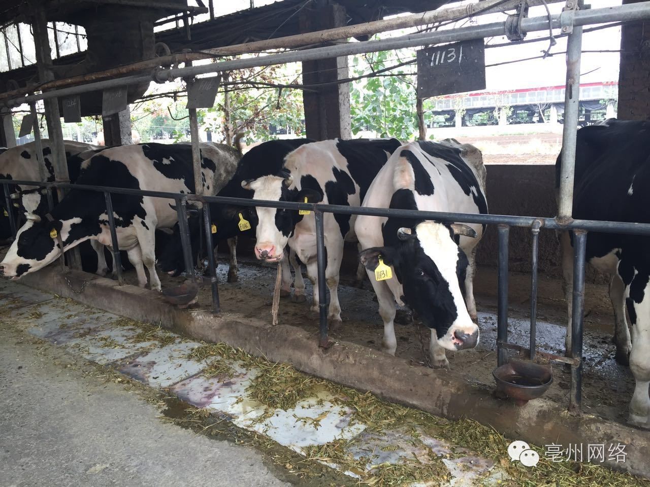 美丽安徽行视频,美丽安徽行齐云山