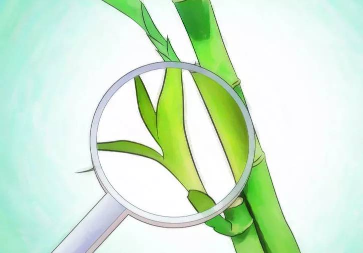 开运竹怎么养才能开花,富贵竹幸运竹怎么摆造型