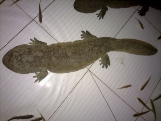 摸鱼摸出的大财富,年产值上亿