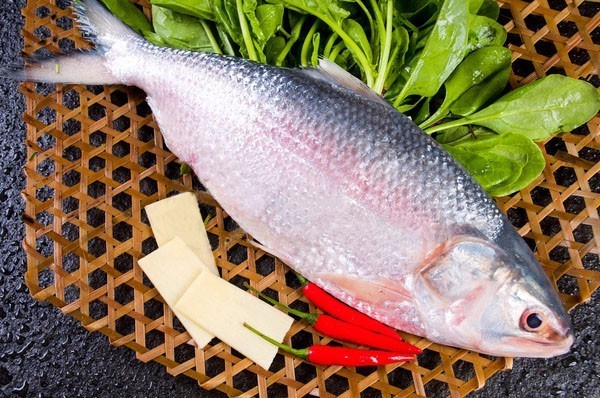 珍品淡水鲥鱼,食用淡水鲥鱼