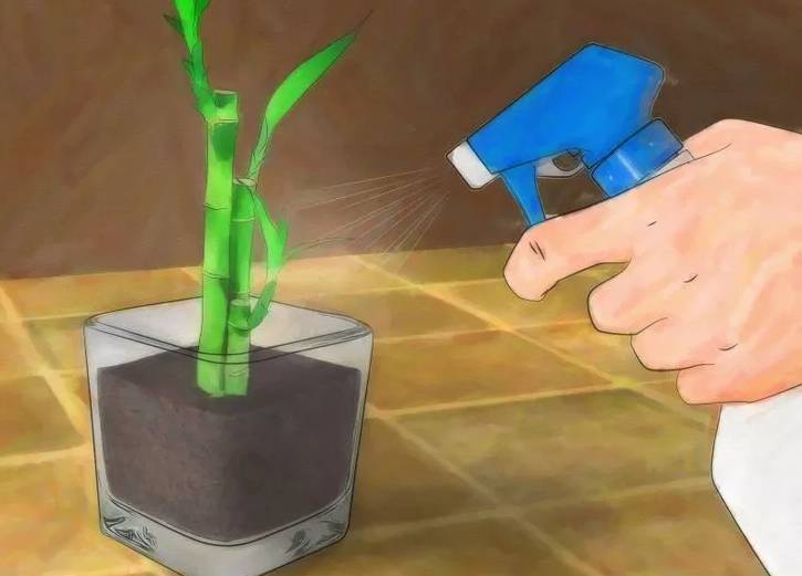 开运竹怎么养才能开花,富贵竹幸运竹怎么摆造型