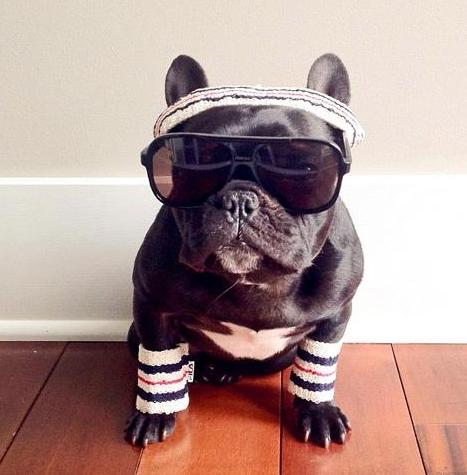 养斗牛犬的基本常识和技巧,养斗牛犬的基本常识有哪些